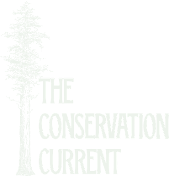 The Conservation Current
