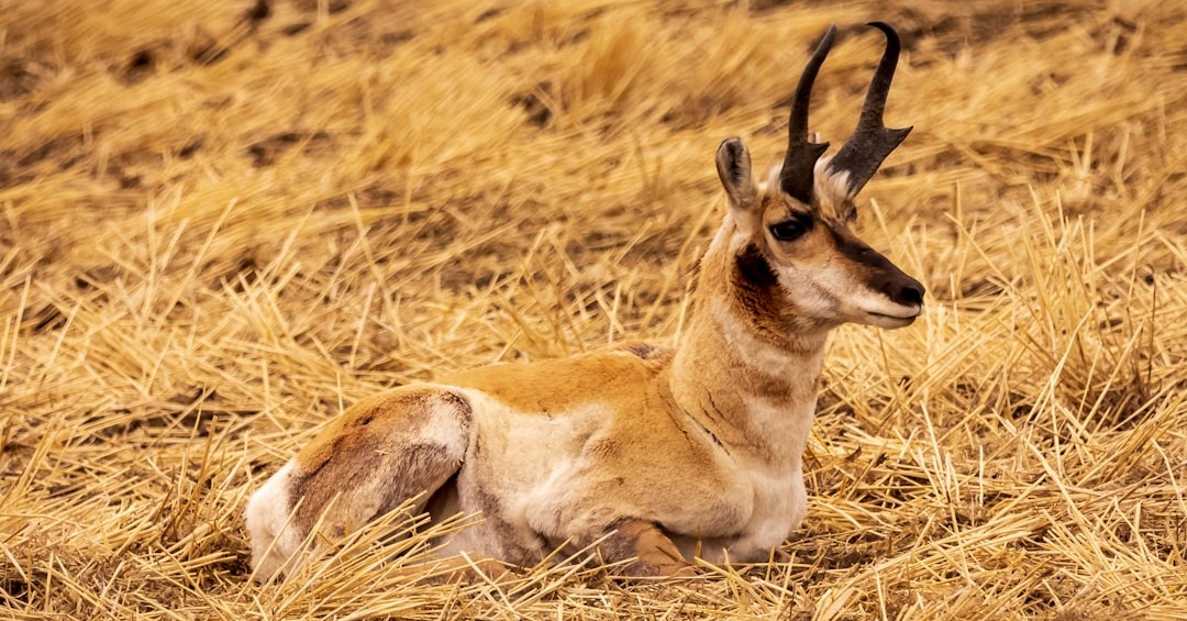 brown deer on brown grass field during daytime