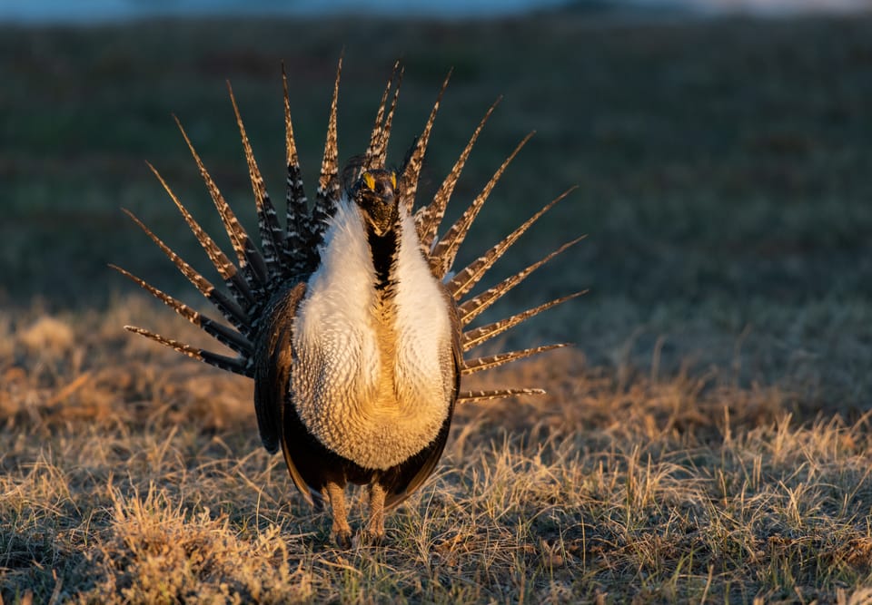 What BLM's RMP Amendment Changes for the Proposed Resource Management Plan Amendment for the Greater Sage-Grouse Rangewide Planning